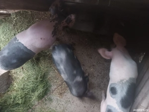 purcei  si soldani - imagine 4 purcei  si soldani - imagine 4