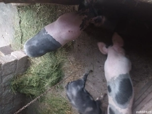 purcei  si soldani - imagine 3 purcei  si soldani - imagine 3