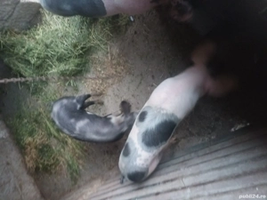 purcei  si soldani - imagine 2 purcei  si soldani - imagine 2