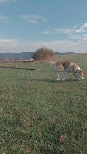 Vand Husky Siberian astept oferte