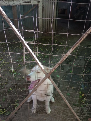 Vand Husky Siberian astept oferte - imagine 2