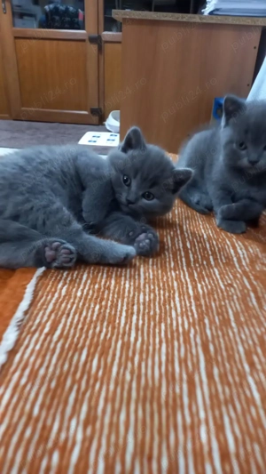 Pui British Shorthair Blue disponibili 2 luni  - imagine 4