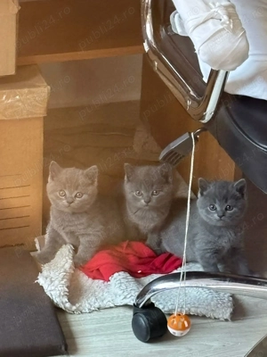 Pui British Shorthair Blue disponibili 2 luni  - imagine 5
