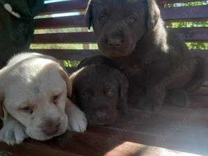 Vand catei labrador, ciocolatii si aurii - imagine 3 Vand catei labrador, ciocolatii si aurii - imagine 3
