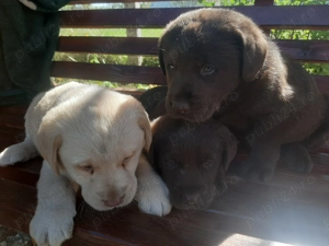 Vand catei labrador, ciocolatii si aurii - imagine 2 Vand catei labrador, ciocolatii si aurii - imagine 2