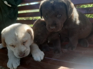 Vand catei labrador, ciocolatii si aurii - imagine 4 Vand catei labrador, ciocolatii si aurii - imagine 4