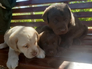 Vand catei labrador, ciocolatii si aurii - imagine 5 Vand catei labrador, ciocolatii si aurii - imagine 5