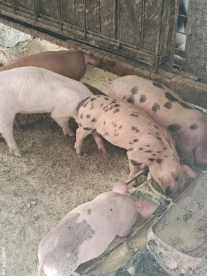 purcei Duroc-Pietrean 20 kg - imagine 2 purcei Duroc-Pietrean 20 kg - imagine 2