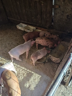 purcei Duroc-Pietrean 20 kg - imagine 4 purcei Duroc-Pietrean 20 kg - imagine 4