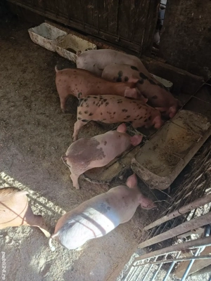 purcei Duroc-Pietrean 20 kg - imagine 3 purcei Duroc-Pietrean 20 kg - imagine 3