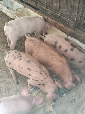 purcei Duroc-Pietrean 20 kg