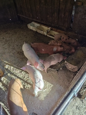 purcei Duroc-Pietrean 20 kg - imagine 5 purcei Duroc-Pietrean 20 kg - imagine 5