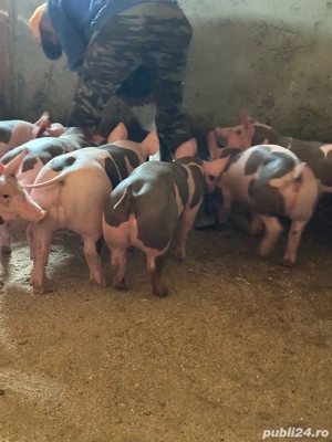 purcei de reproducere