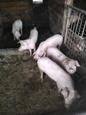 Purcei 12 săptămâni  25-30 kg 