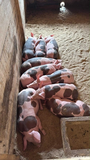 purcei de reproducere  - imagine 5 purcei de reproducere  - imagine 5