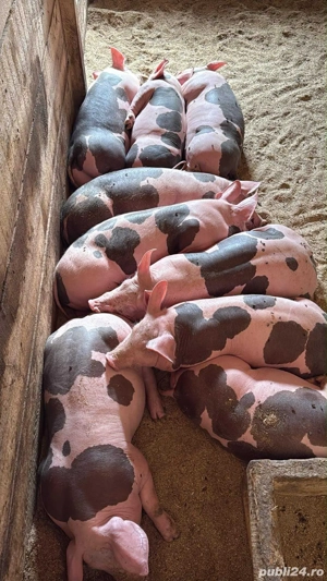 petrani 8 saptamai jumate