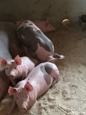 purcei de reproducere  - imagine 2 purcei de reproducere  - imagine 2