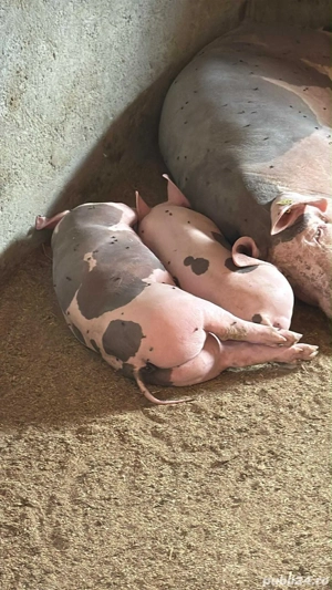 purcei de reproducere  - imagine 3 purcei de reproducere  - imagine 3