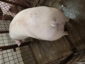 vind porci - imagine 2