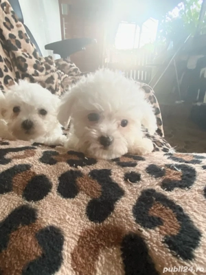 Bichoni  maltezi  - imagine 3