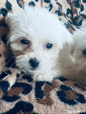 Bichoni  maltezi  - imagine 4