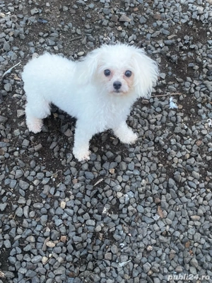 Bichoni  maltezi  - imagine 5