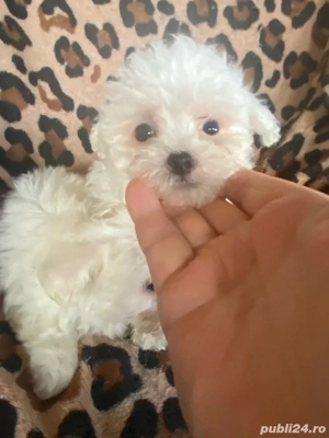 Bichoni  maltezi  - imagine 2