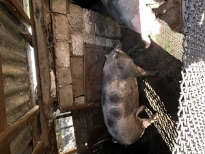 Vând porci curte  - imagine 2