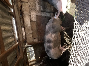 Vând porci curte  - imagine 3