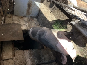 Vând porci curte  - imagine 4