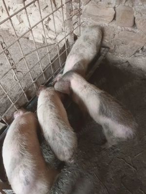 Vand purcei 10 saptamani - imagine 2