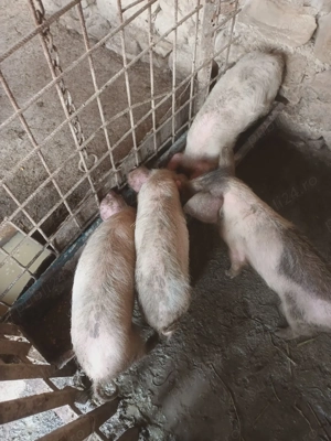 Vand purcei 10 saptamani