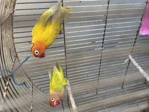 Pereche agapornis dv  - imagine 3 Pereche agapornis dv  - imagine 3