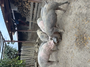 Porci crescuți în gospodărie , carne de calitate  - imagine 2