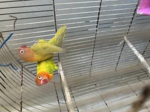 Pereche agapornis dv  - imagine 2 Pereche agapornis dv  - imagine 2