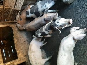 Vând purcei - imagine 3 Vând purcei - imagine 3