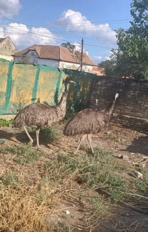 Vând pereche de struti  emu - imagine 2