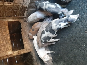 Vând purcei - imagine 4 Vând purcei - imagine 4