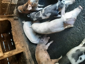 Vând purcei - imagine 2 Vând purcei - imagine 2