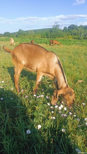 Vând țap anglo-nubian sau schimb cu o ieduță  - imagine 2