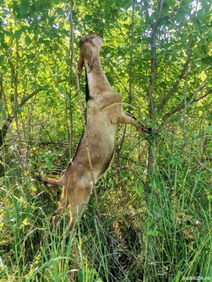 Vând țap anglo-nubian sau schimb cu o ieduță 