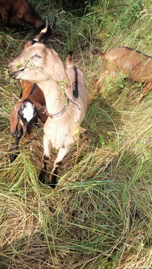 Vând țap anglo-nubian sau schimb cu o ieduță  - imagine 3