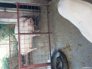 vand porci 400 kg - imagine 2