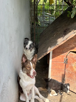 Căței border collie - imagine 2