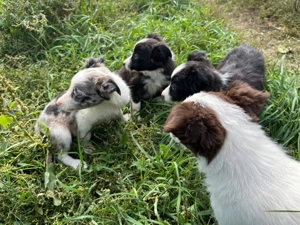 Căței border collie - imagine 3