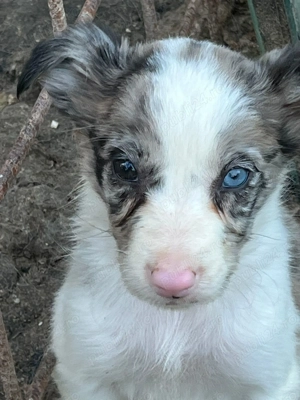 Căței border collie