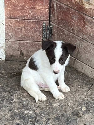 Căței border collie - imagine 4