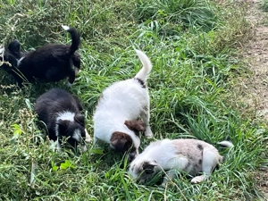 Căței border collie - imagine 5