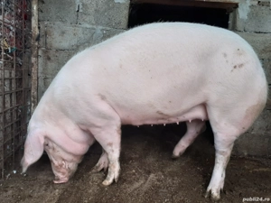 purcea de vânzare - imagine 2
