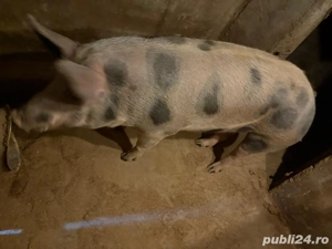 vând porc de tăiat  16 lei kg